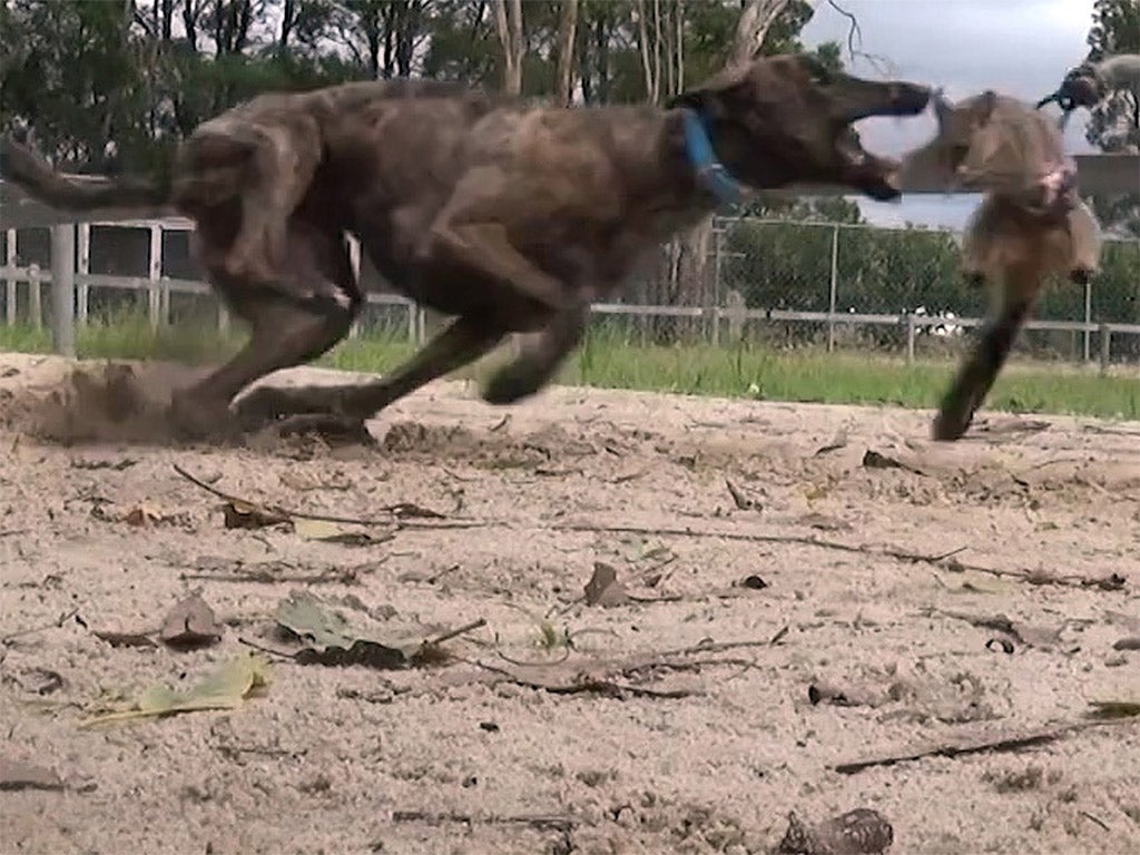 A greyhound chases a live-baited possum