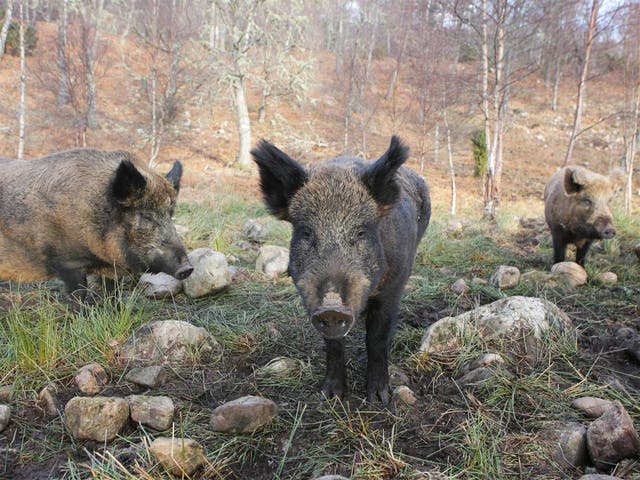 Wild boar are said to be moving into the more polluted areas of Sweden (file pic)