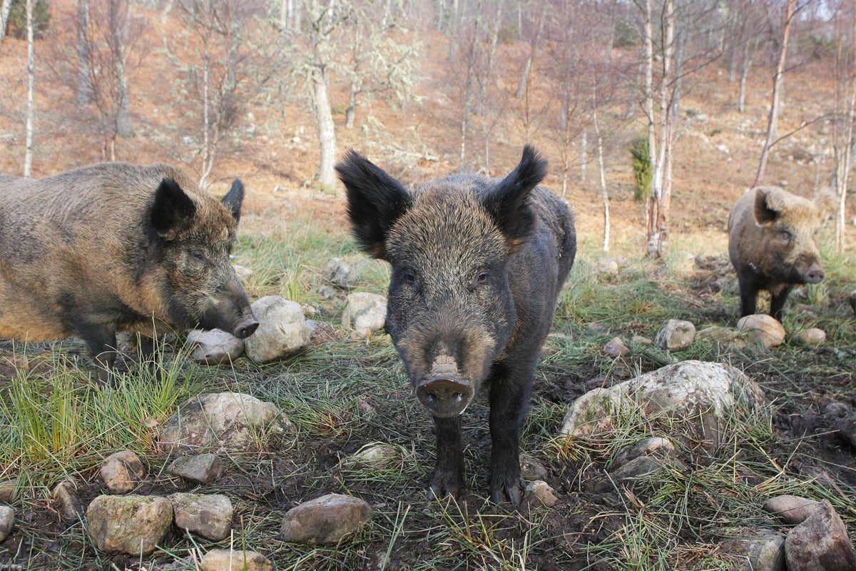 Radioactive boar found in Sweden three decades after Chernobyl | The ...