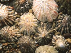 Limpet teeth the strongest biological material known to man
