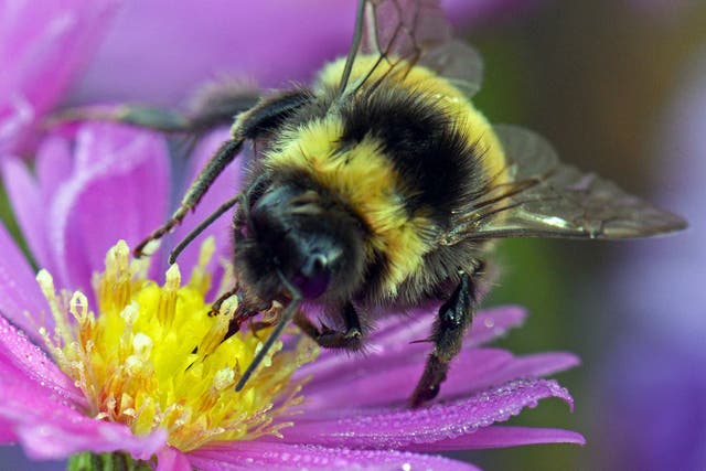 There are around 250 species of bumblebee in the world