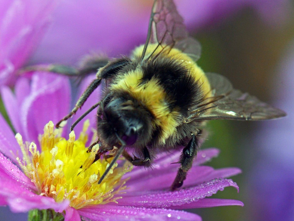 bee tobacco Tobacco plants could help dying bumblebees stay healthy | The Independent