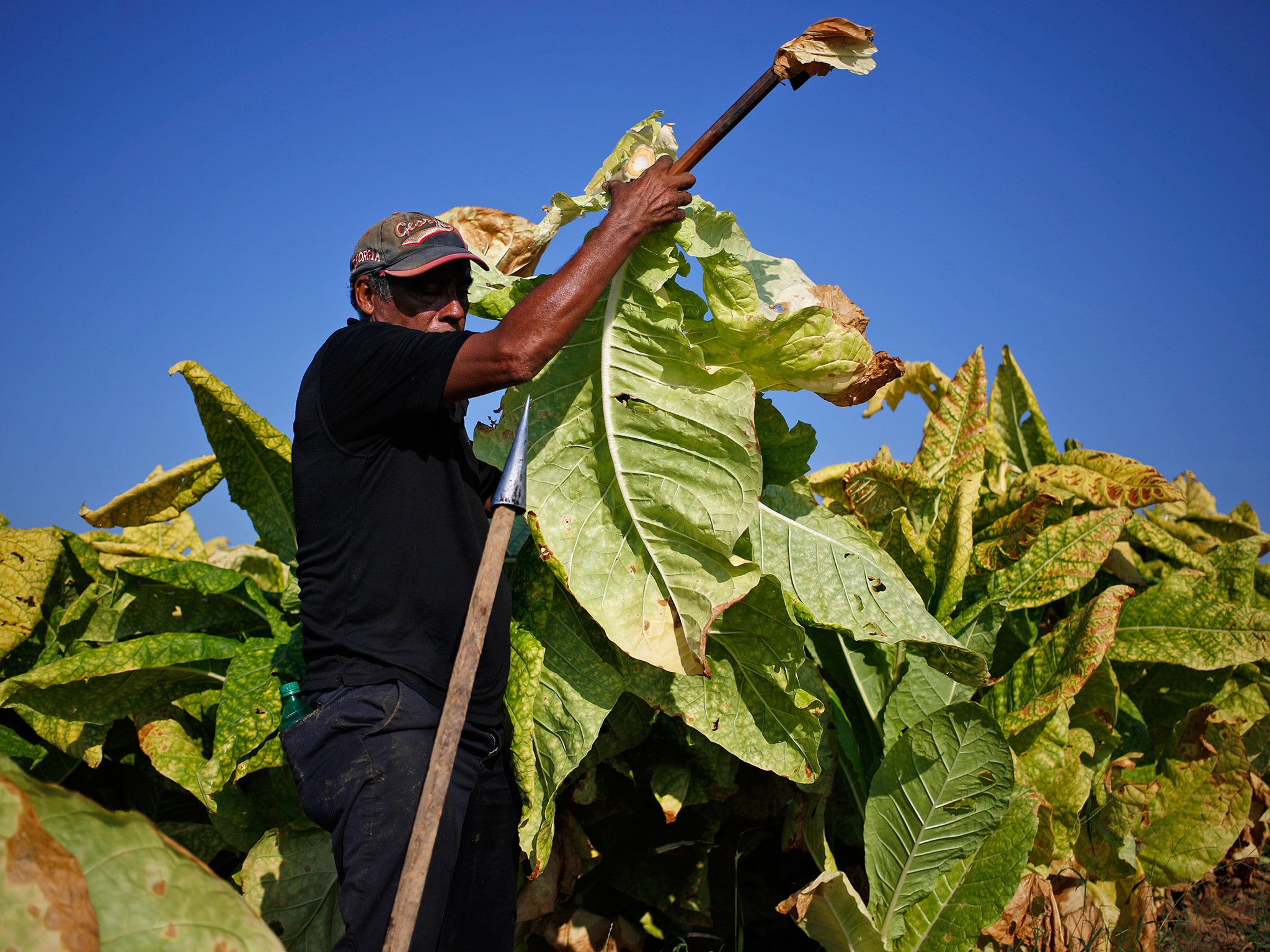 Tobacco is harvested in Finchville, Kentucky (Getty)