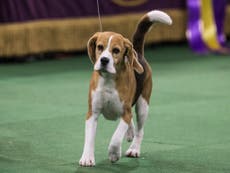 Westminster Dog Show: Miss P, the beagle, wins
