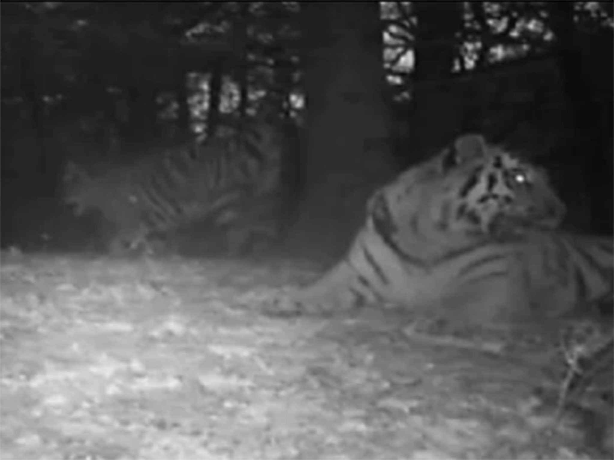 The tigers were caught on the cameras set up by the WWF