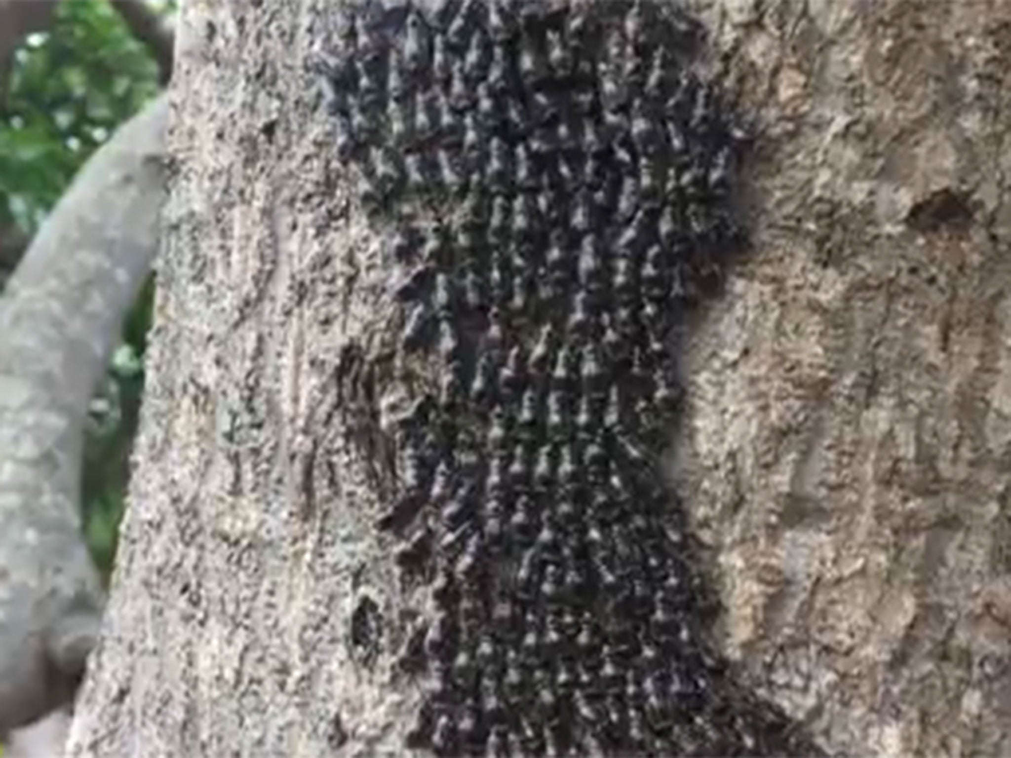 Thousands of gregarious spotted cockroach nymphs crawling up the tree