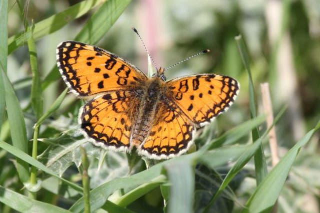 Butterflies, such as the Freyer’s fritillary, offer a vision of future peace in war-torn Kurdistan and Iraq