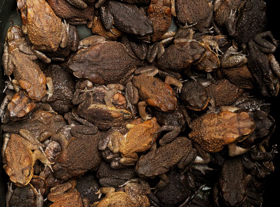 At long last, Australia is able to halt the relentless advance of the