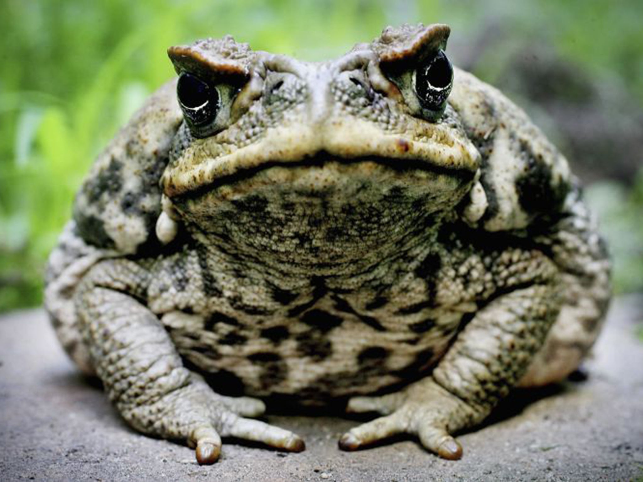 Cane toads shoot venom at enemies and have toxic skin