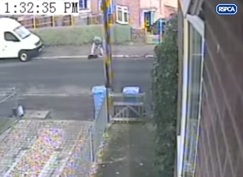 A man is caught on CCTV punching his dog in Norwich 