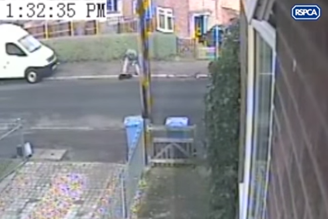 A man is caught on CCTV punching his dog in Norwich 