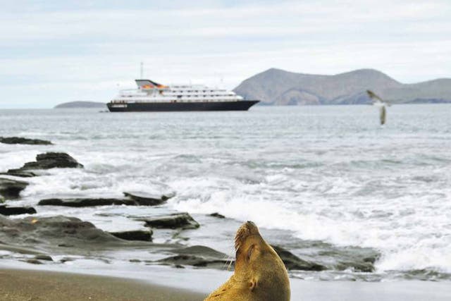 Warm welcome: A sea lion and Silversea's Silver Galapagos