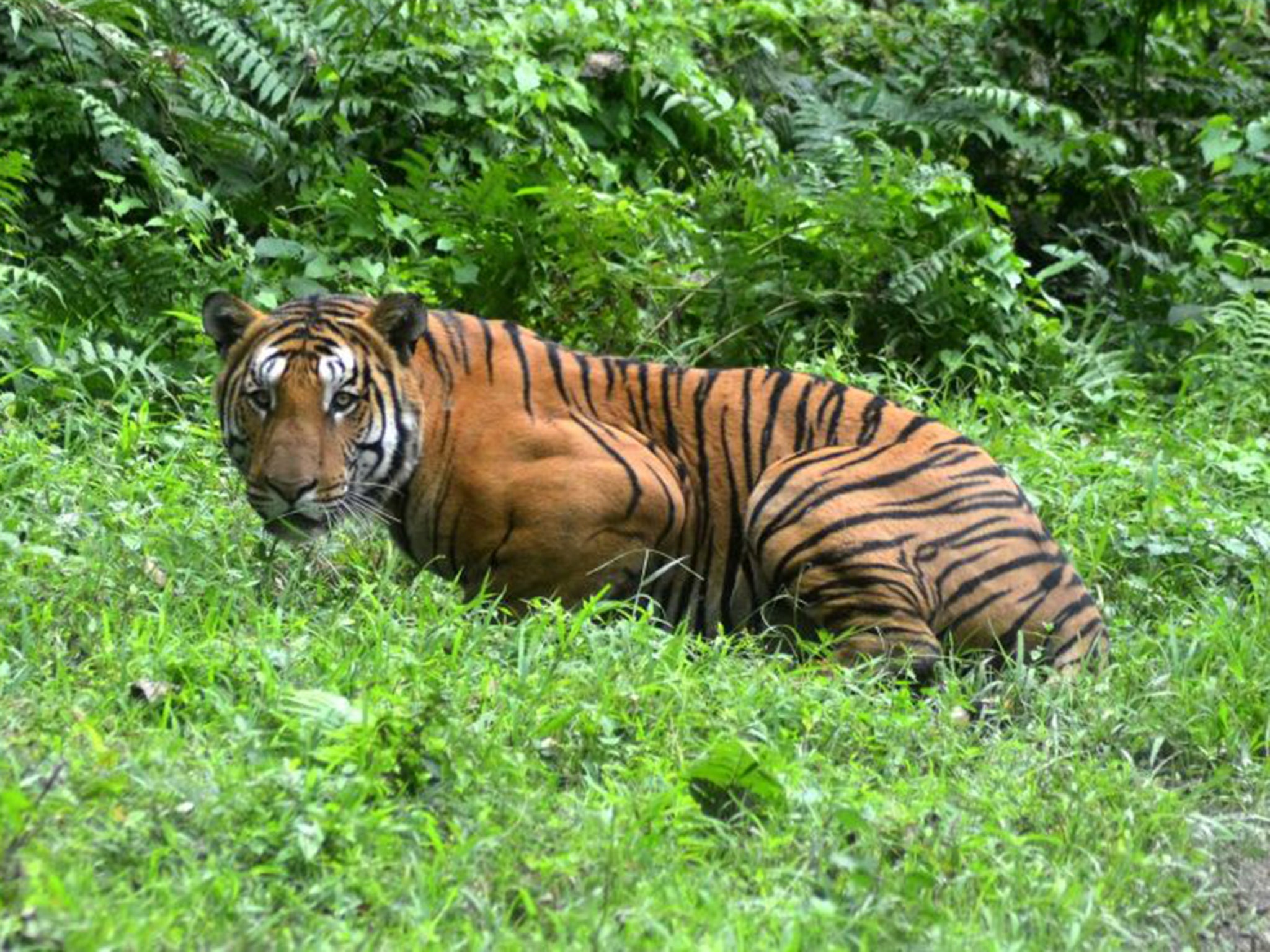 Data had shown that India’s tiger population had grown 30 per cent since 2010