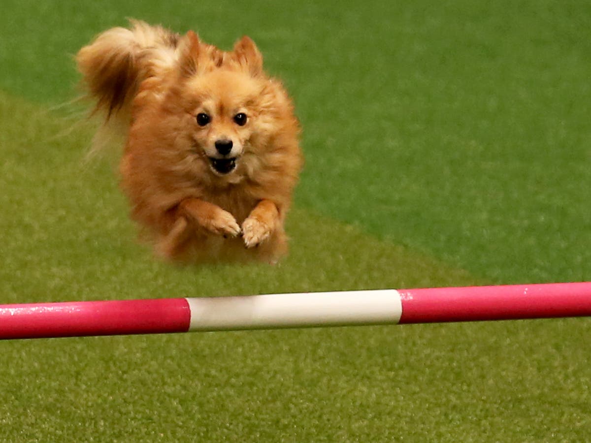 Crufts 2015: Should Foreign Dogs Be Allowed To Compete? 