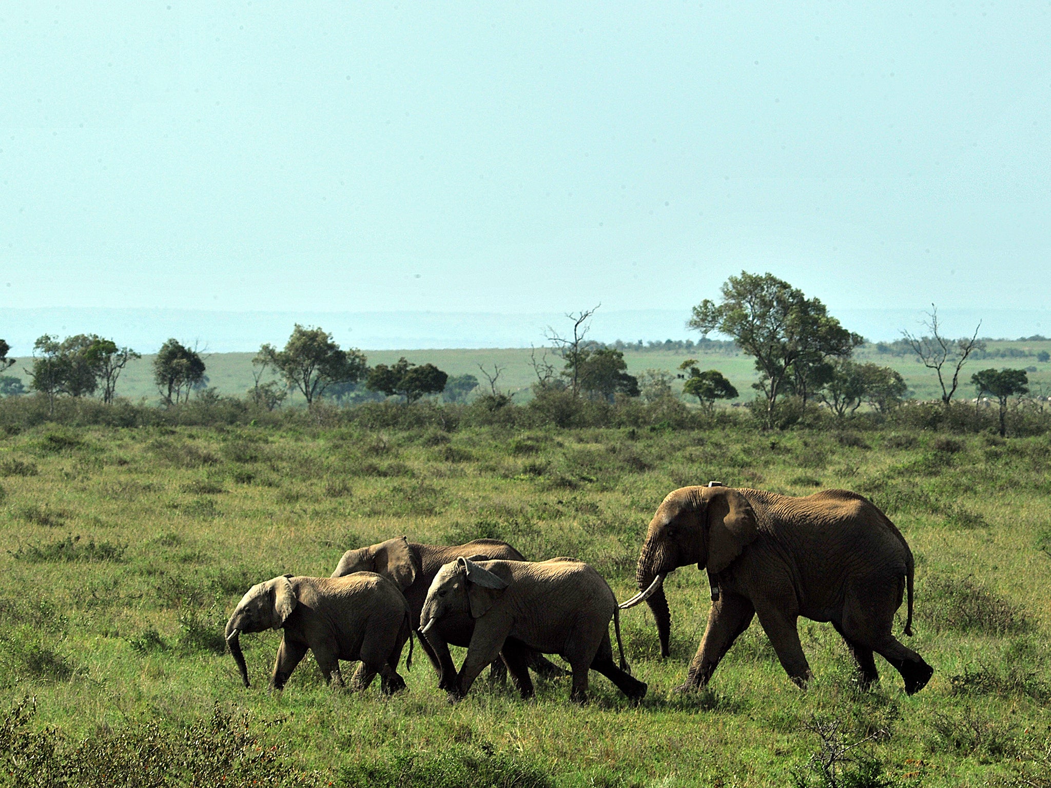 Endangered elephants