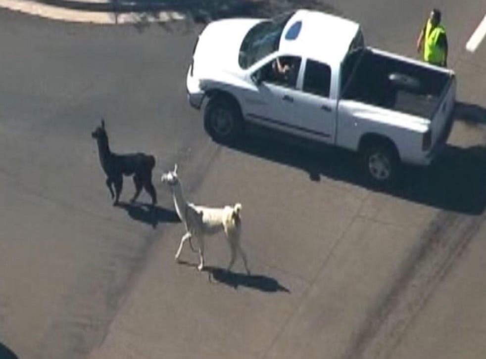 Llamas went on on the run in Arizona's Sun City