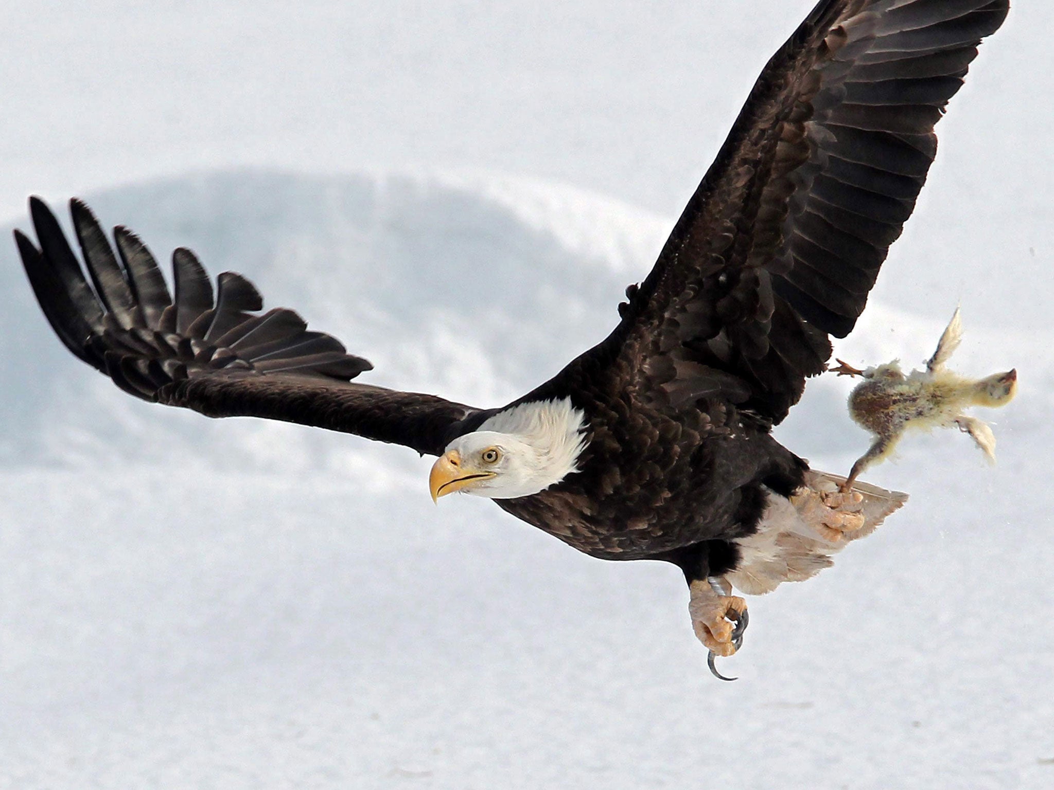 A bald eagle flies with a dead chicken plucked from the snow in a farmer's field, near Sheffield Mills, Nova Scotia