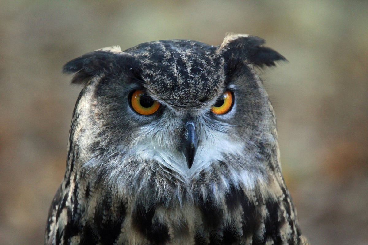 eurasian eagle owl attack