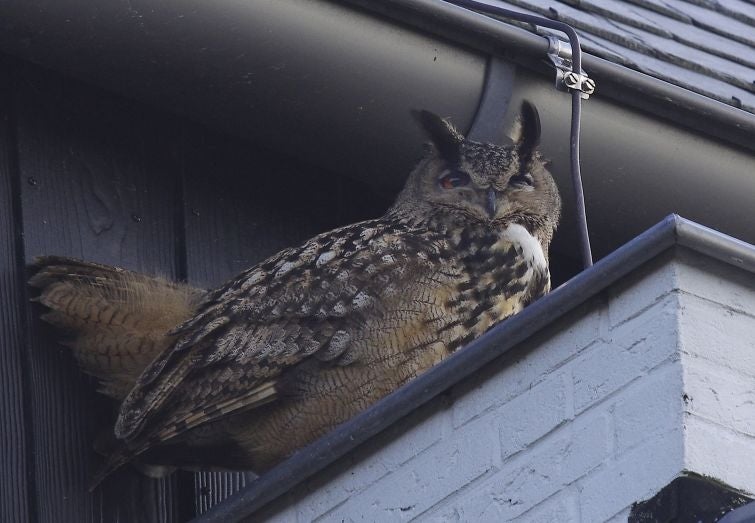 An eagle owl sits under the roof of a building in Purmerend