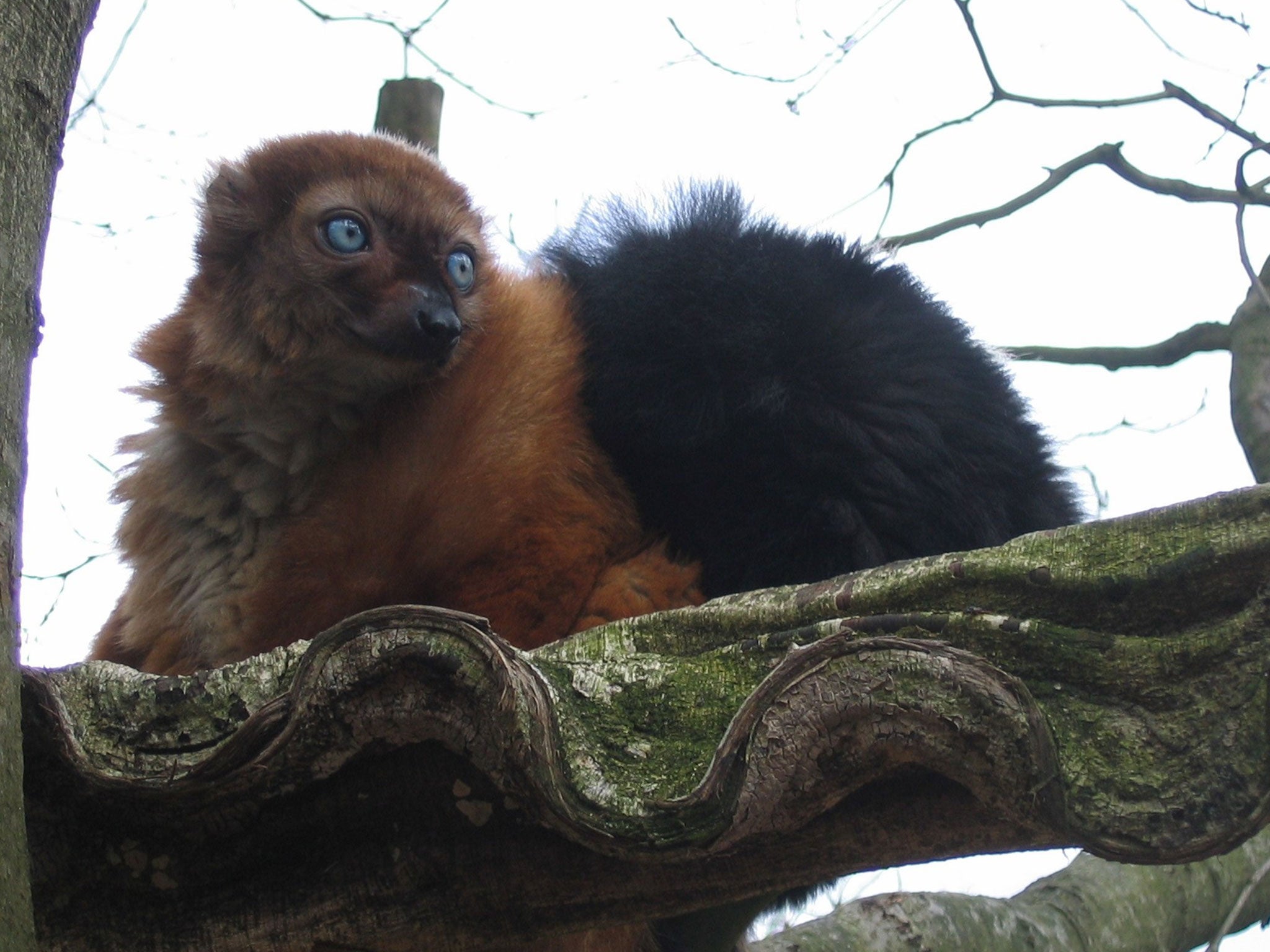The population of the critically endangered blue-eyed black lemur has been reduced to a few thousand