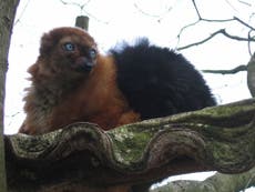 Read more

Appeal to save endagered lemurs is falling on deaf ears, say