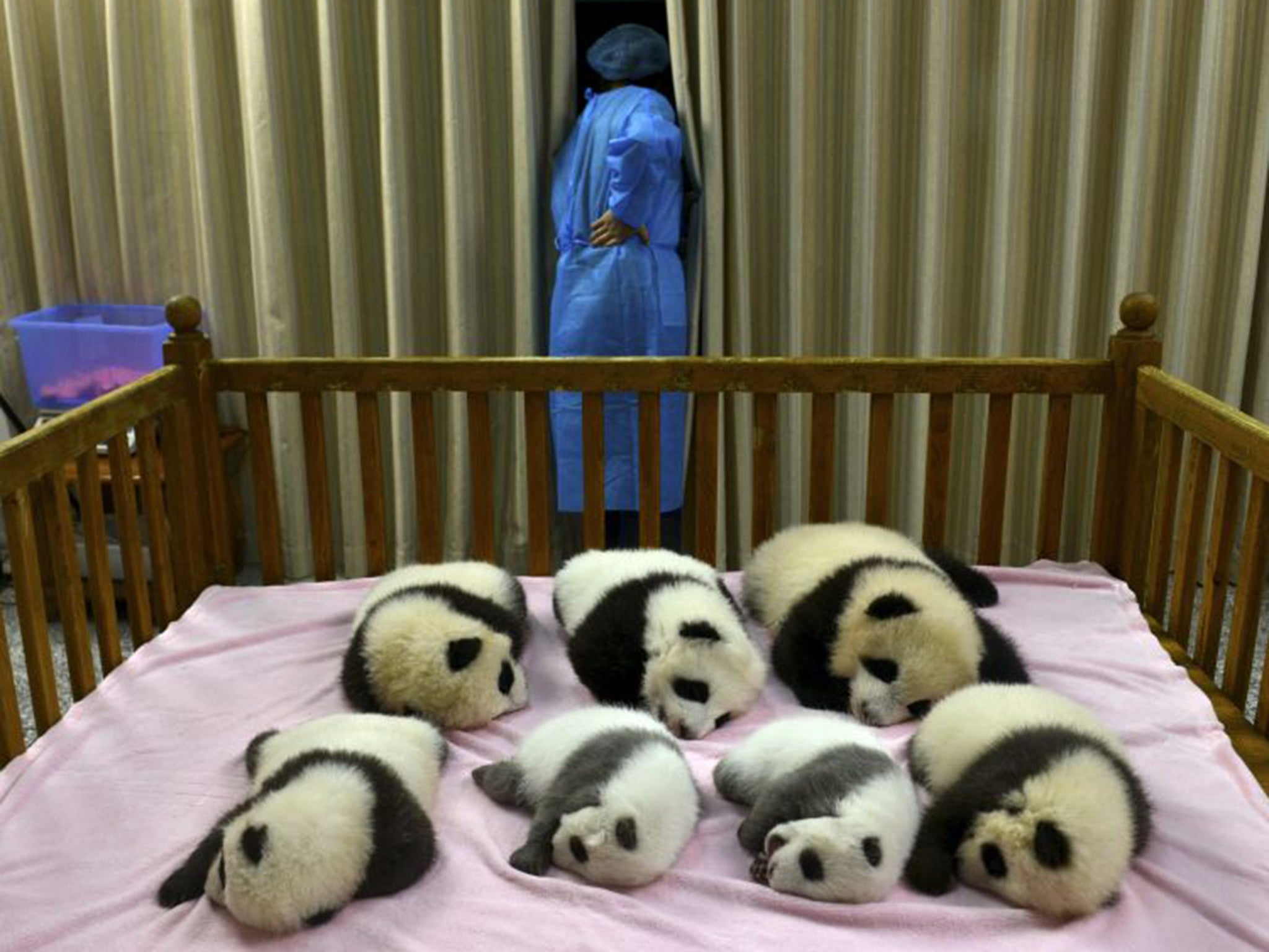 Panda cubs born in captivity in 2012 at the Chengdu Panda Base in China