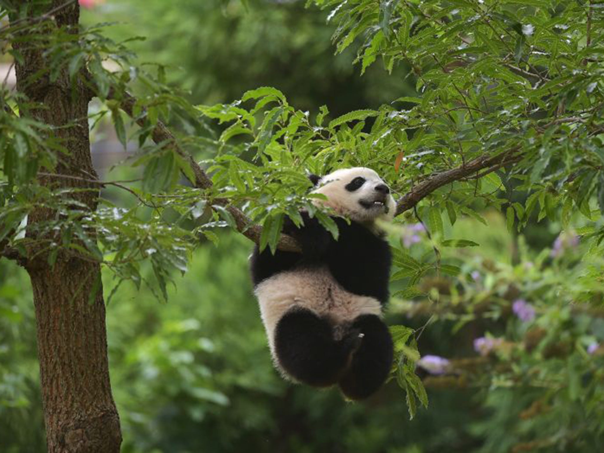 According to a new census in China, the population of pandas has gone up by 268 since 2003