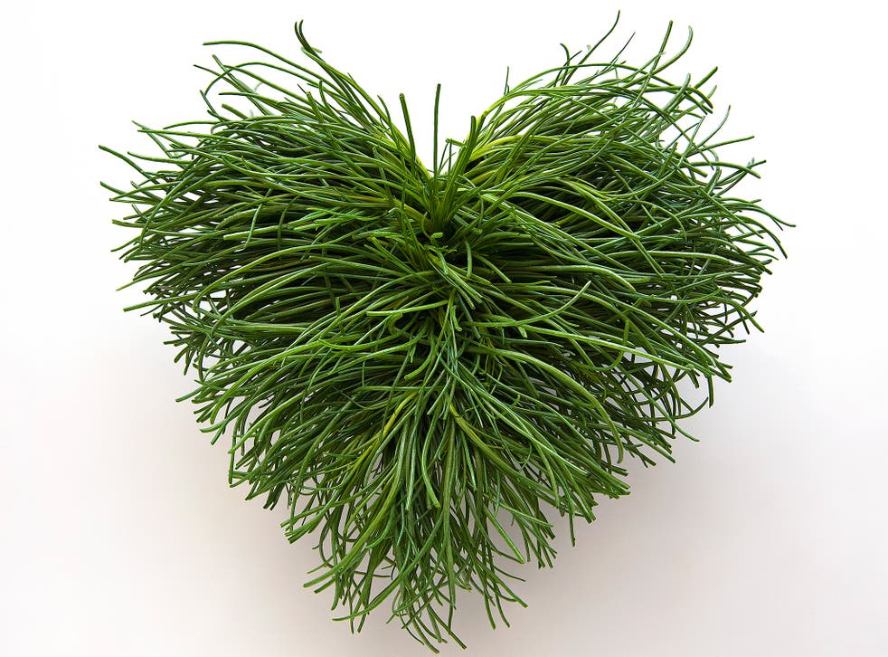 Agretti is often compared to its relative, samphire, though is closer in taste to spinach
