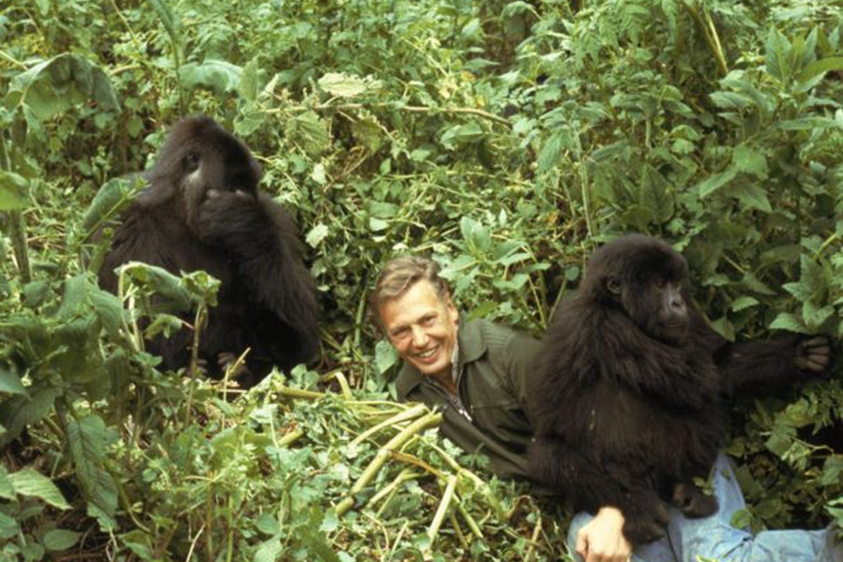 Attenborough's gorilla encounter nearly lost as Rwandan police seized film