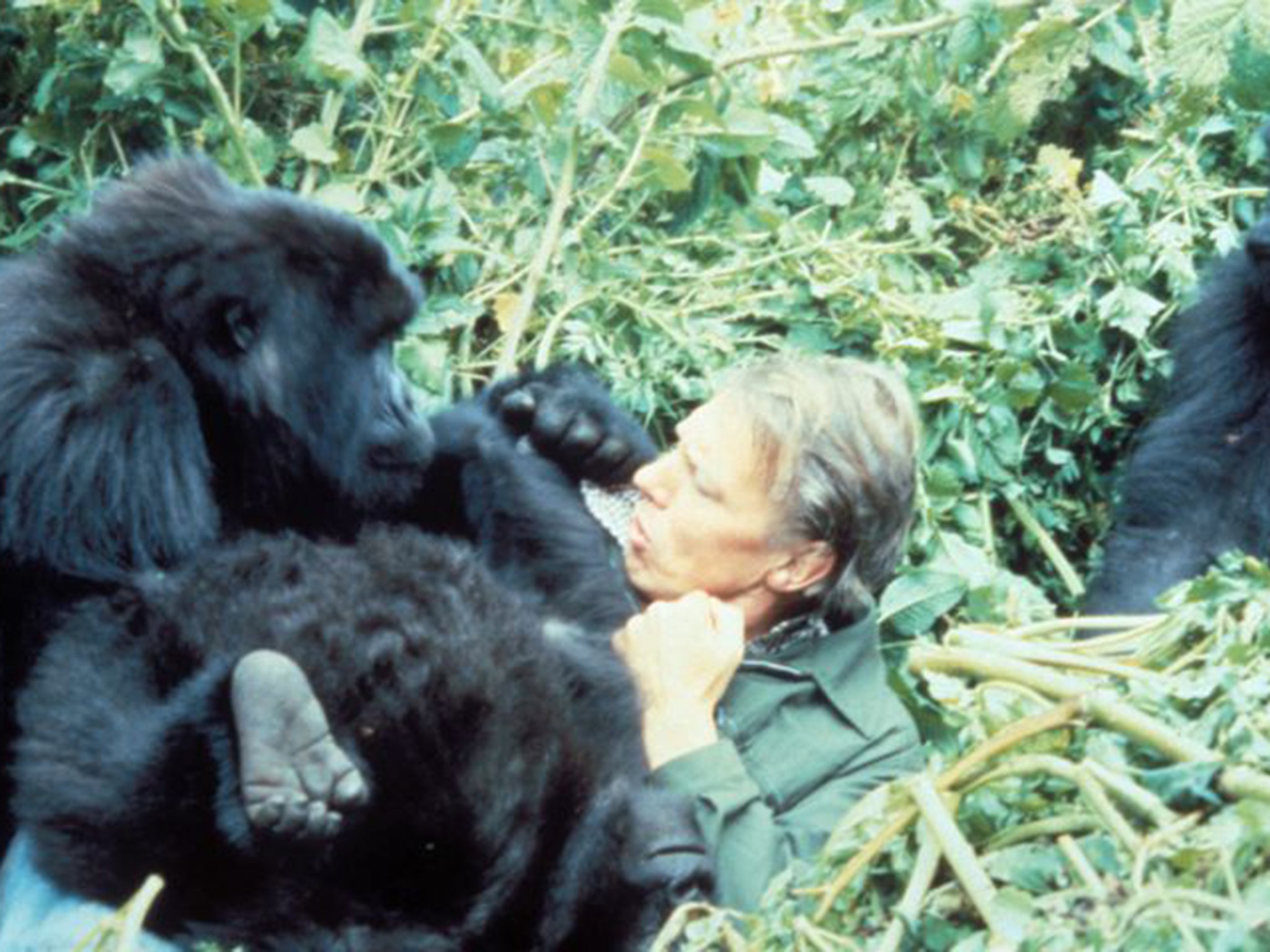 David Attenborough won the gorillas’ trust by standing his ground and whispering ad libs to camera