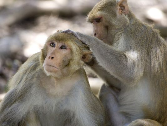Rhesus macaques are the type of monkey that was exposed to the bacteria