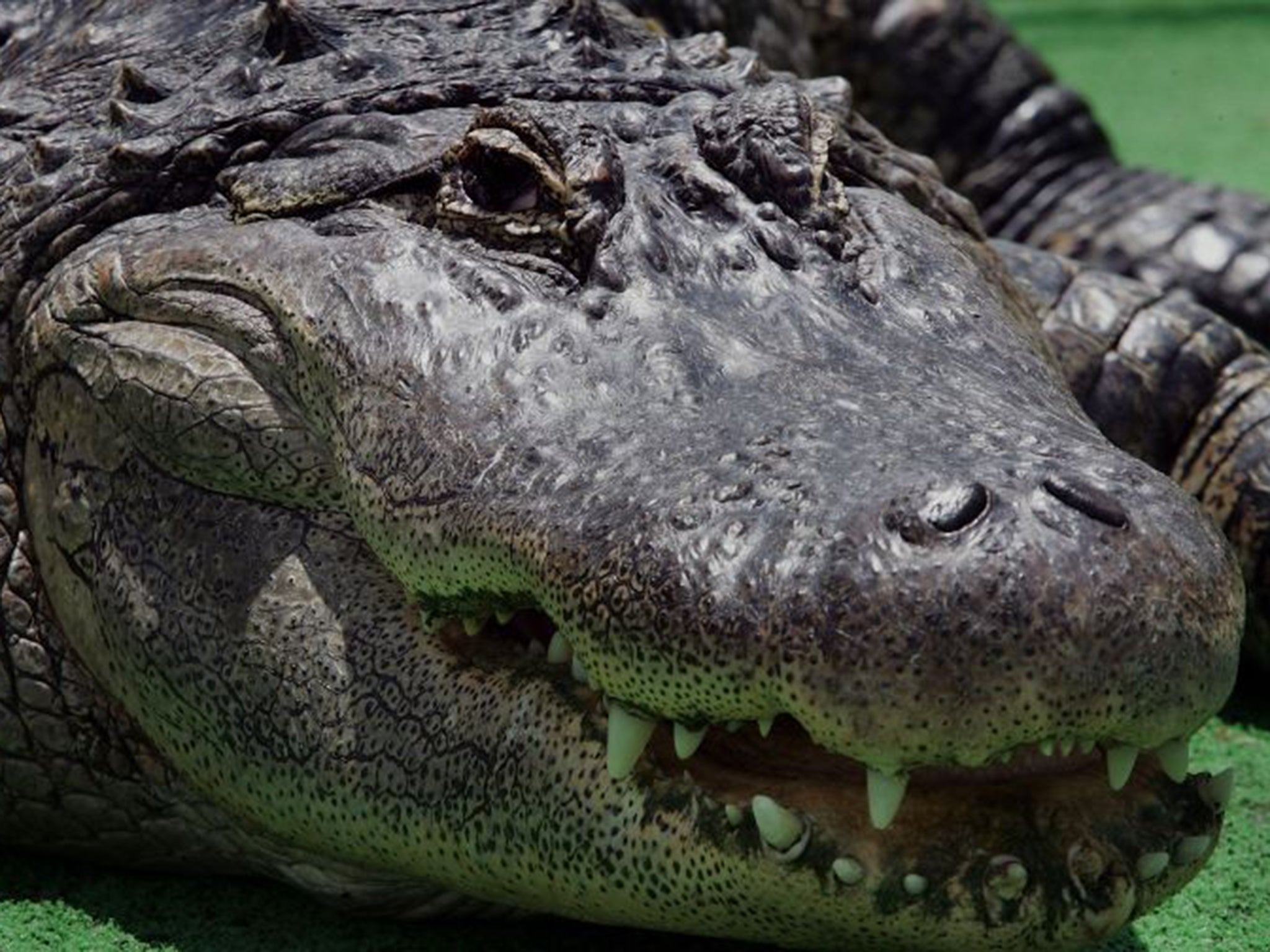 Alligators are “uniquely male” animals