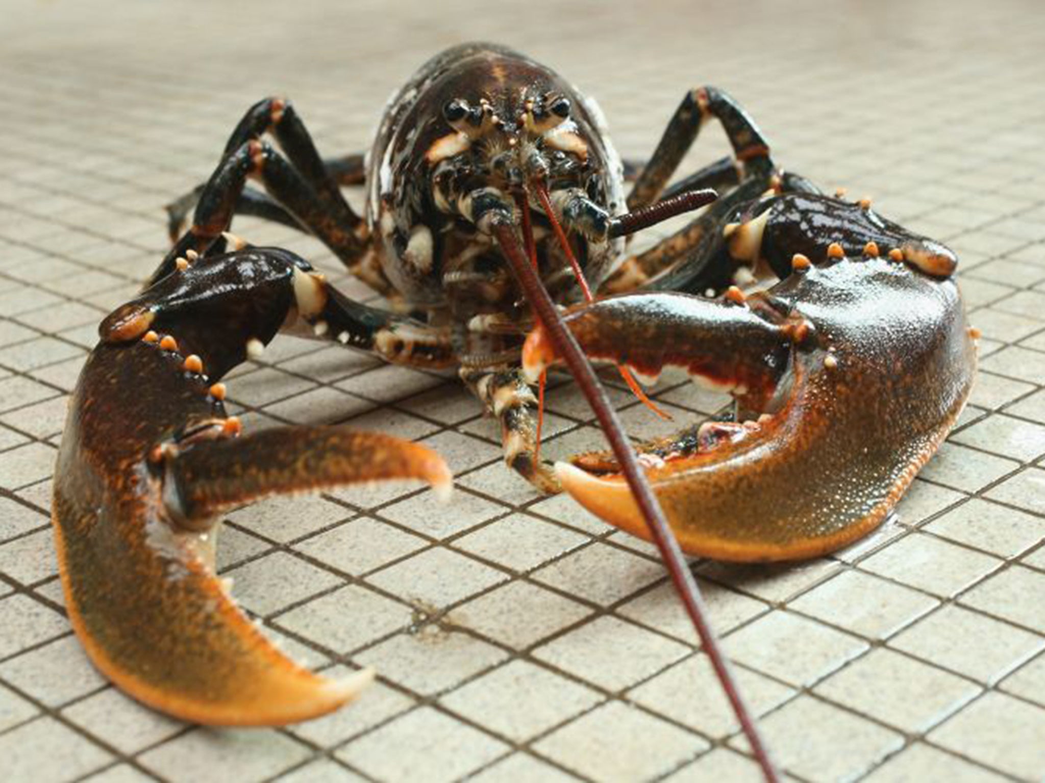 The lobster’s appeal to the British male may lie with its menacing claws rather than its reputation for mating for life