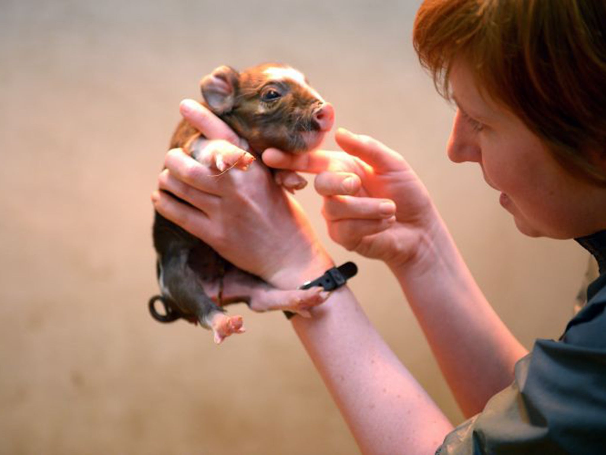 Miniature pigs ranked among the top three creatures with a predominant appeal to British women