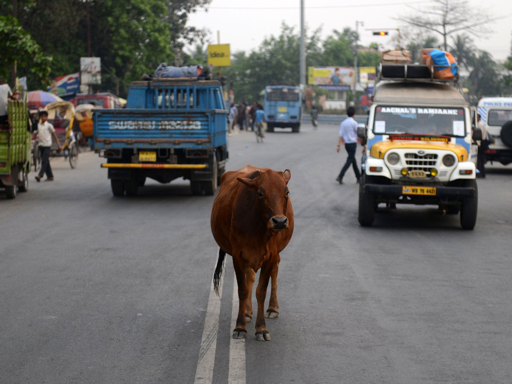 Cows are considered sacred by many people in India