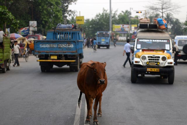 Cows are considered sacred by many people in India