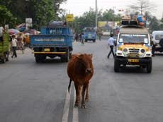 Stray cows in India to be barcoded to tackle out-of-control cattle