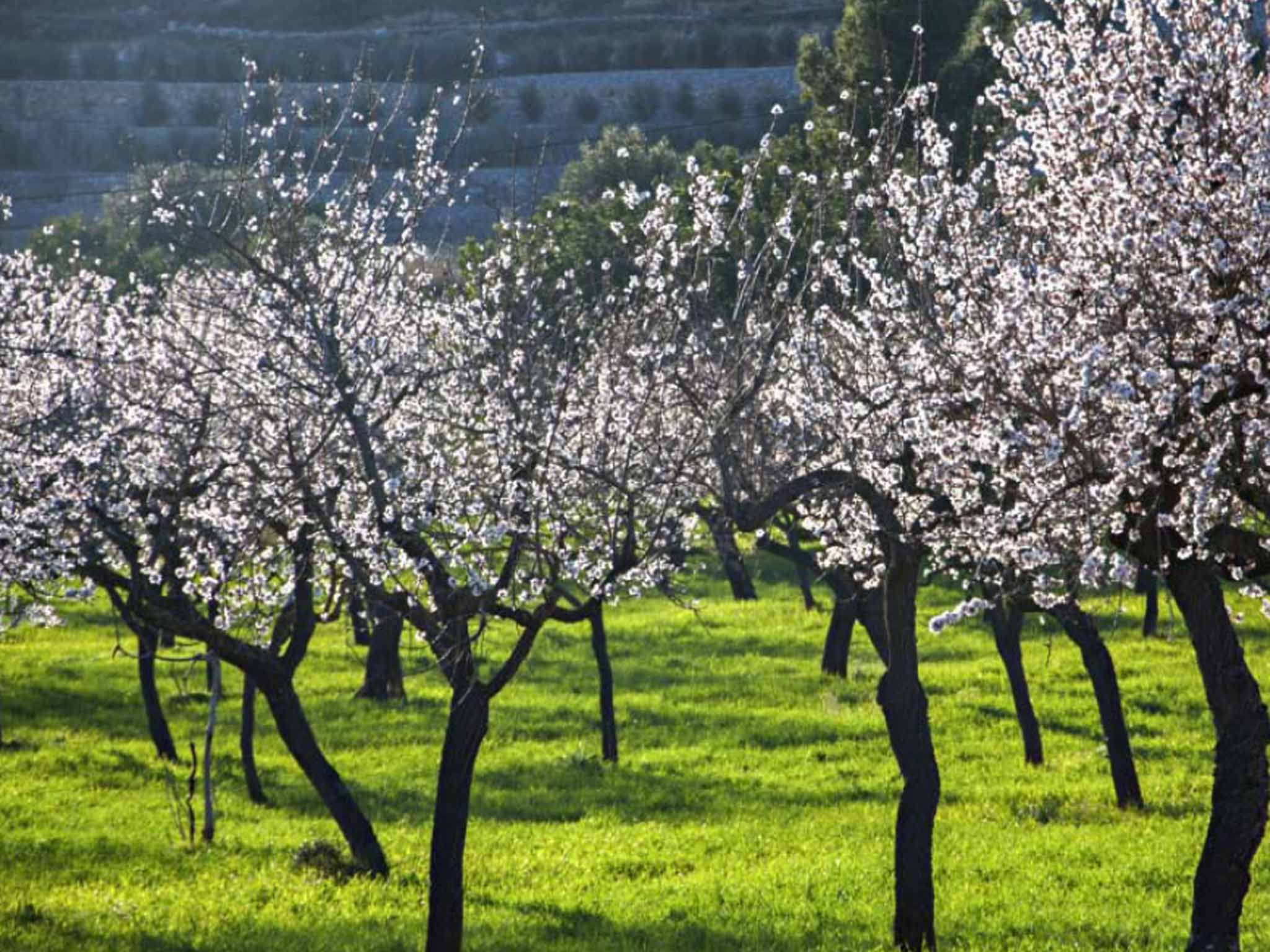 Almond blossom in Mallorca