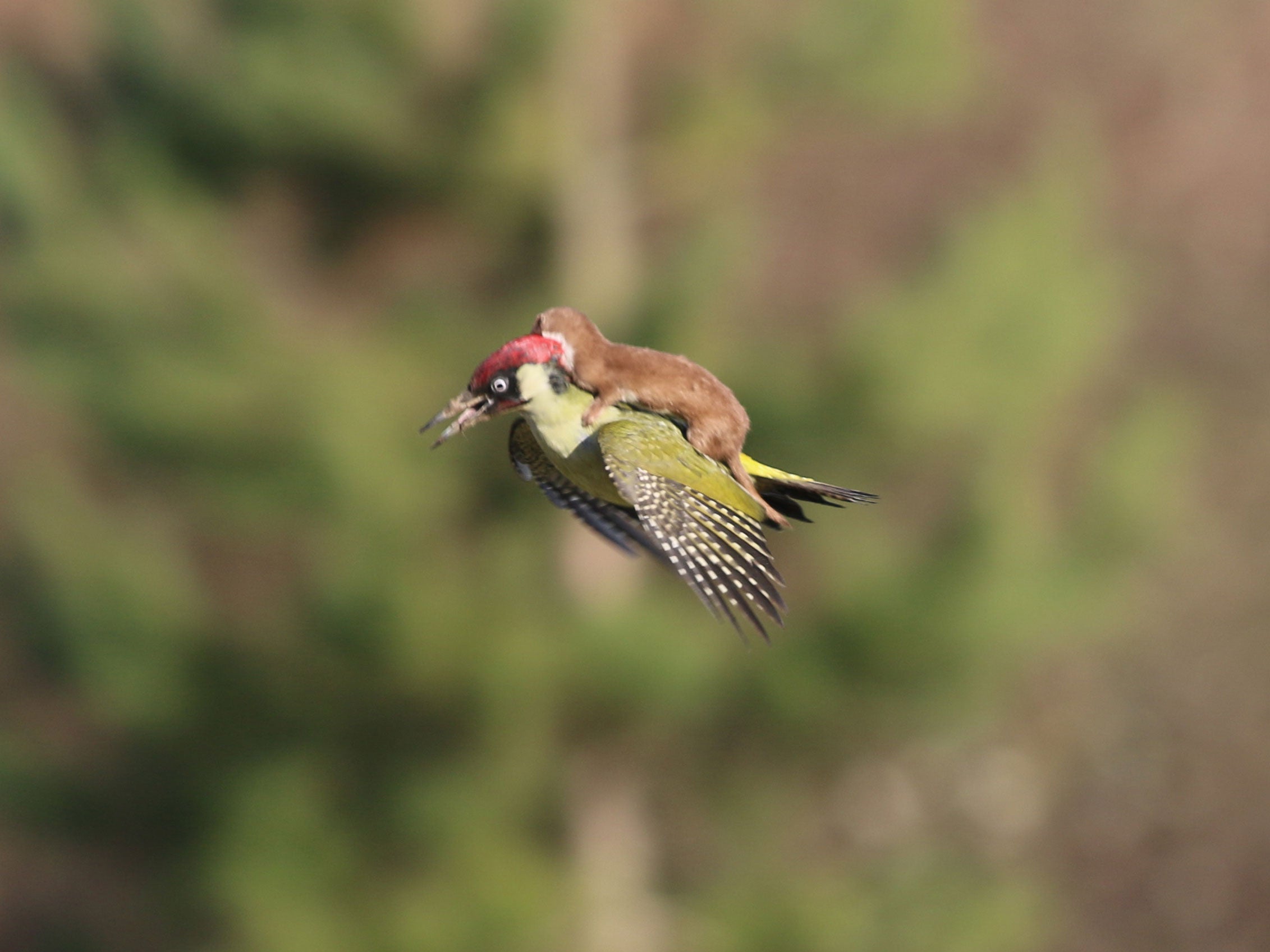 The baby weasel on the back of the woodpecker