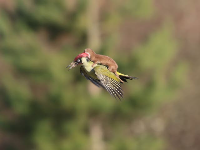 Two Animals From Totally Different Species Found Having Sex By Scientists The Independent The Independent
