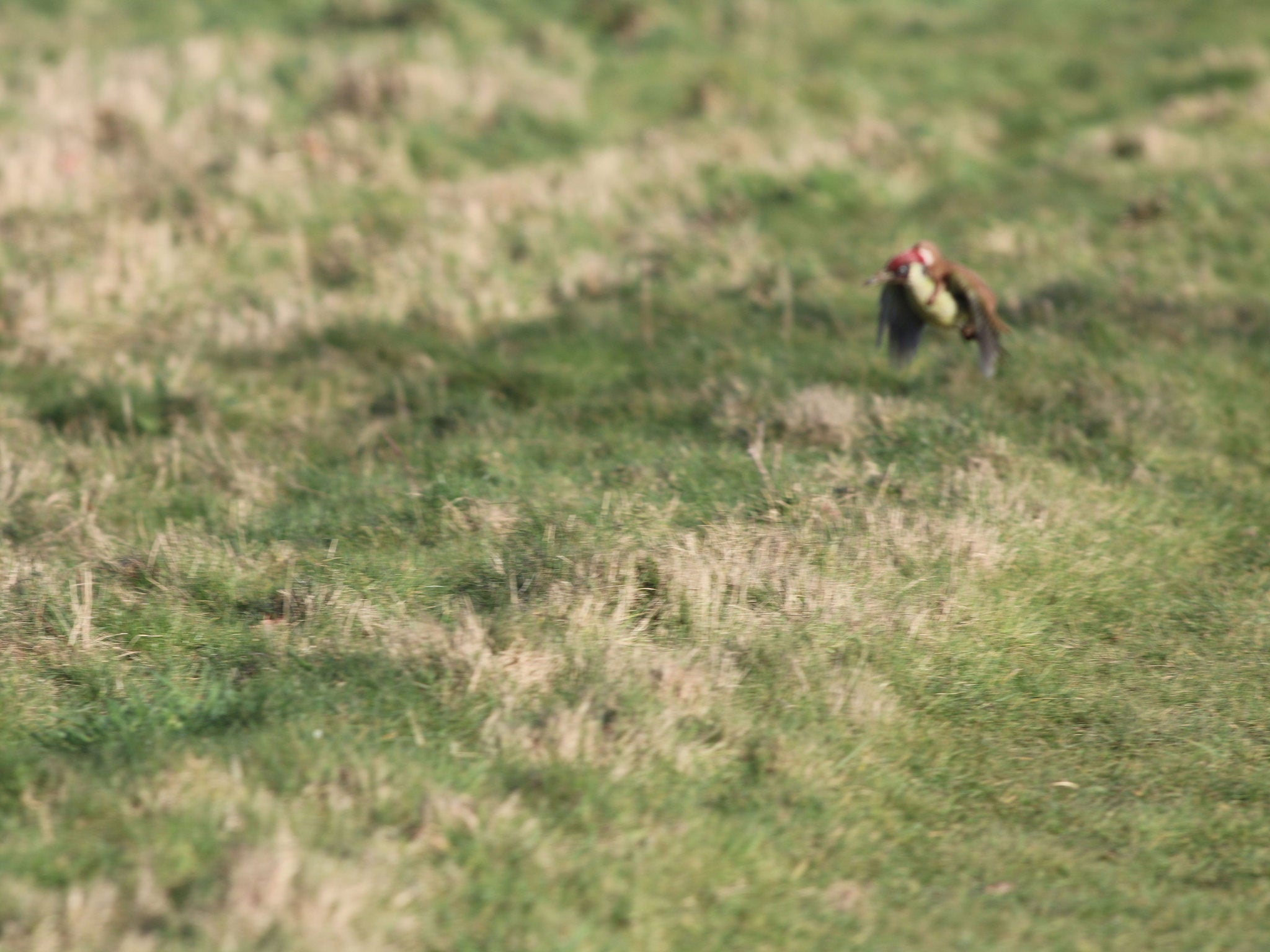 The woodpecker was seen 'unnaturally hopping about' © Martin Le-May