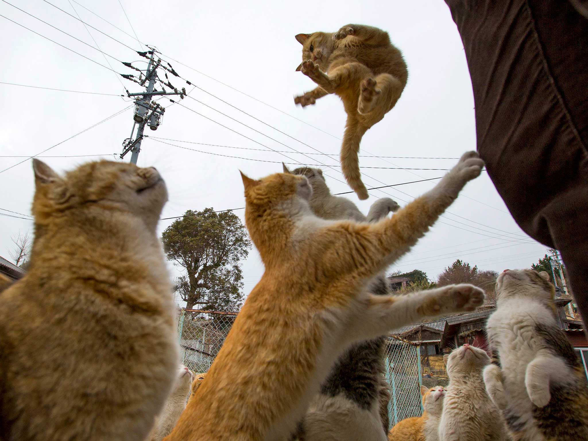 Cats Recognise Their Owners Voices But Never Evolved To Care