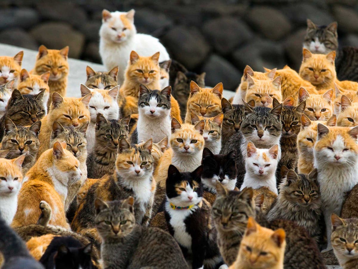 Много всего но все не то. Тасиро остров кошек. Увлечения для мужчин. Много персонажей из мультиков. Стикеры.