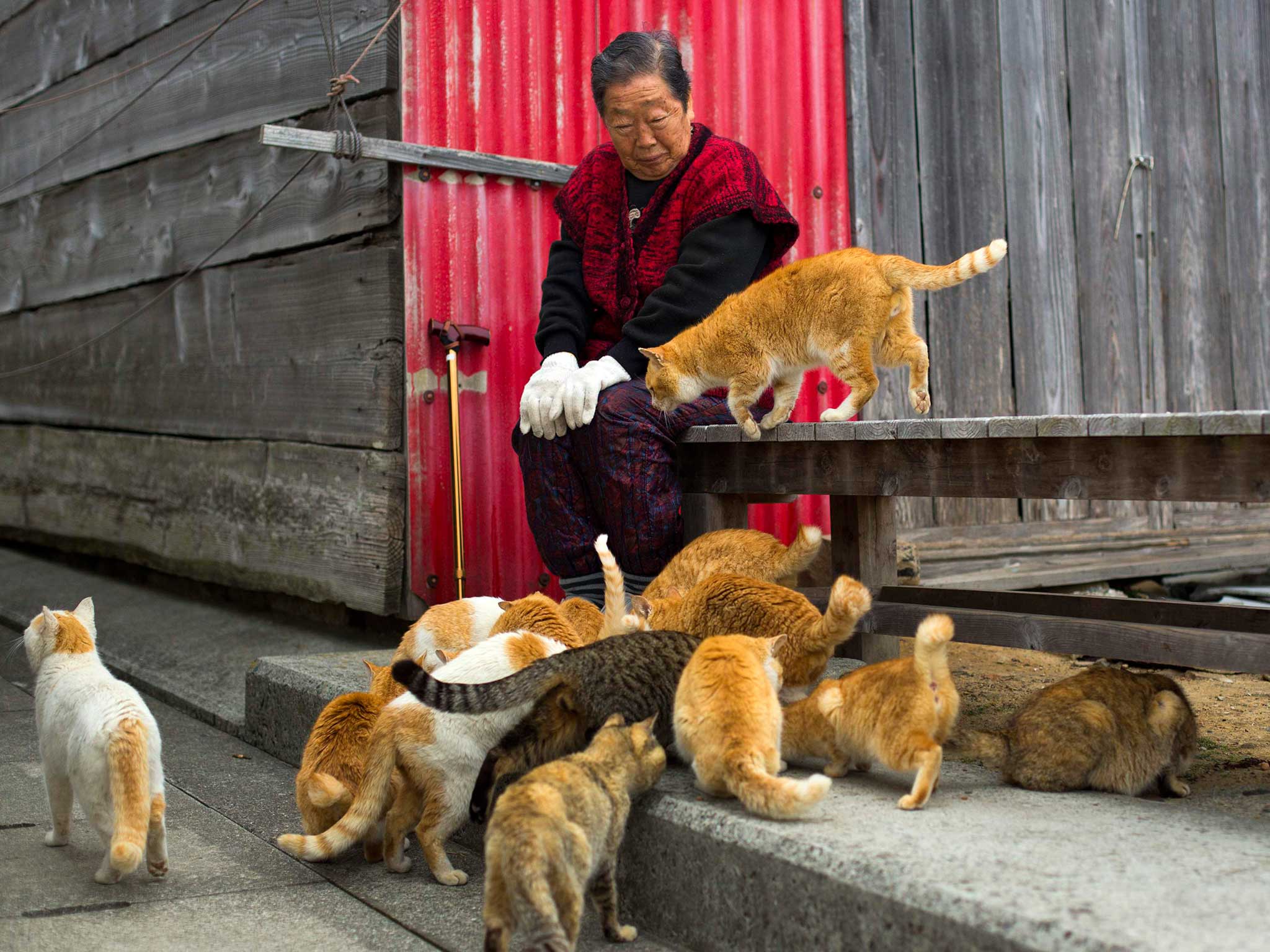 Cats Recognise Their Owners Voices But Never Evolved To Care