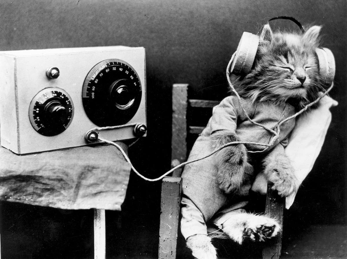 music-for-cats-these-songs-are-scientifically-proven-to-be-your-cat-s