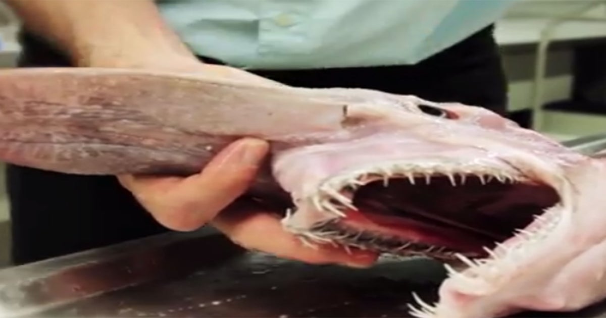 Video: Extremely rare and strange-looking goblin shark dissected by  researchers in Australia | The Independent | The Independent