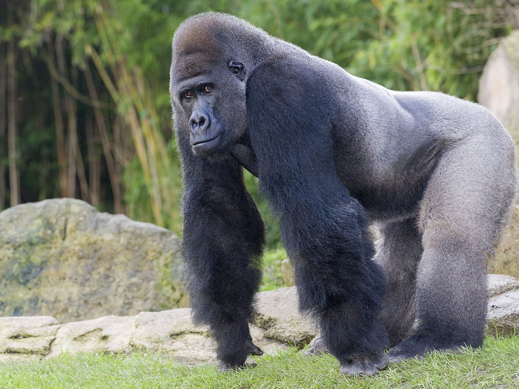 gorilla penis lenght
