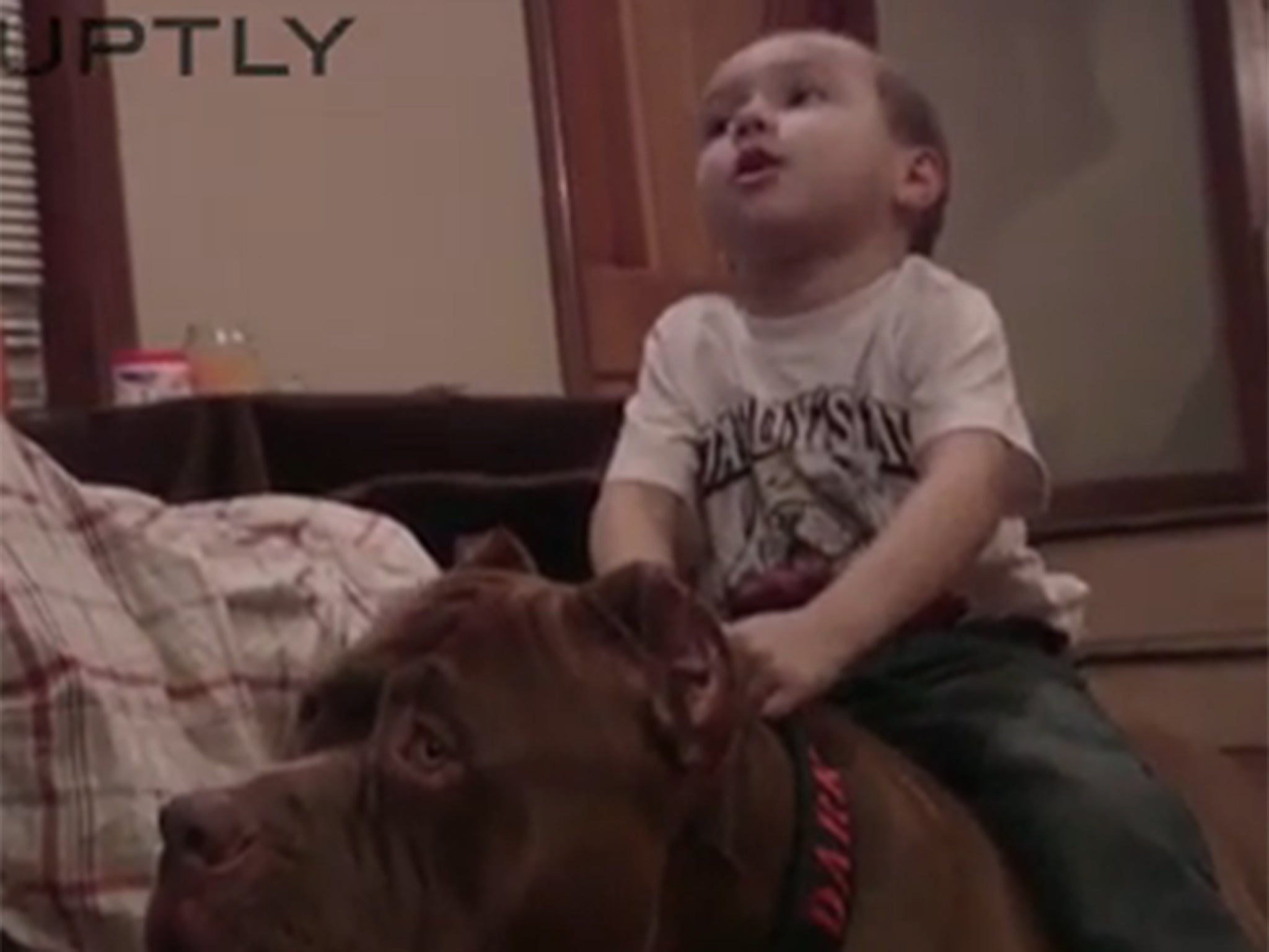 Hulk the pit bull with the Grannans' son