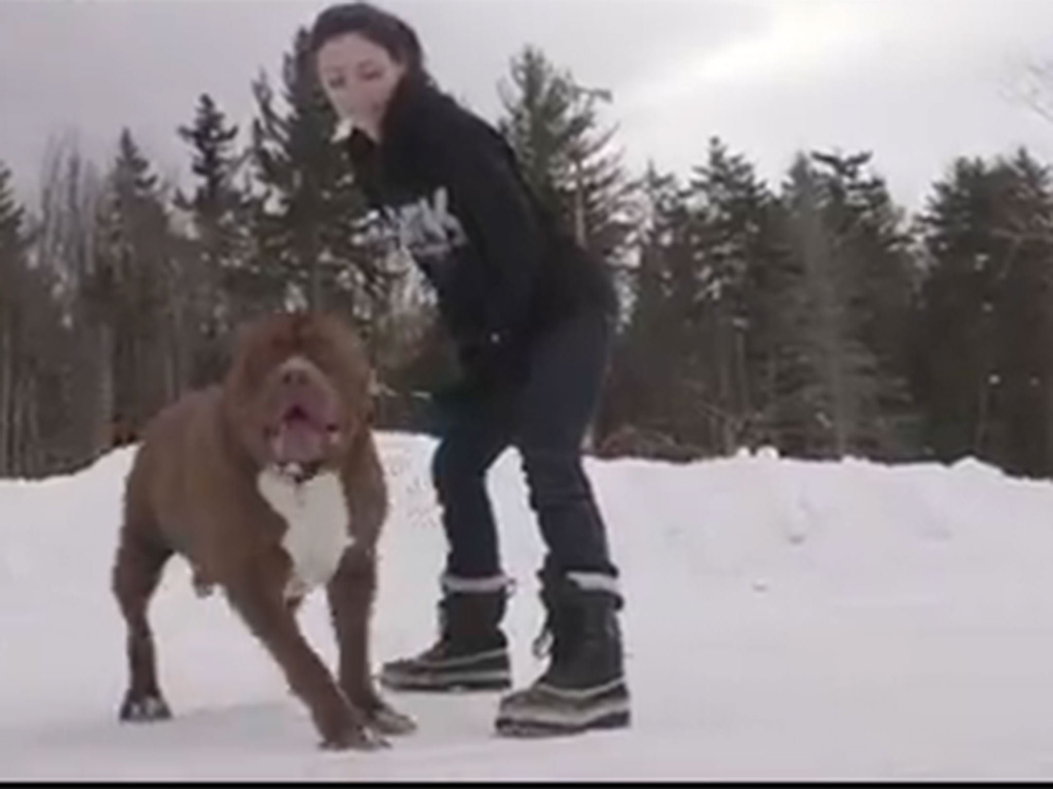 Handler trying to hold back the 12-stone dog