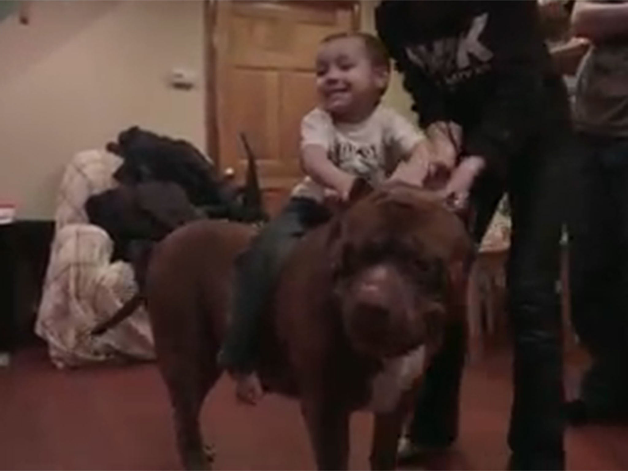 Child riding the massive dog